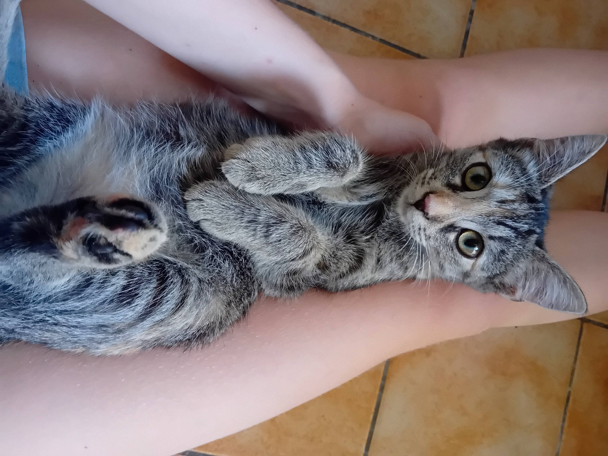 Caramel Et Chocolat a rejoint le concours — aidez-le/la à gagner de superbes lots ! cat, claw, comfort, domestic_short_haired_cat, ear, felidae, fur, grey, hand, human_leg, nail, paw, small_to_medium_sized_cats, snout, snow_leopard, tail, whiskers