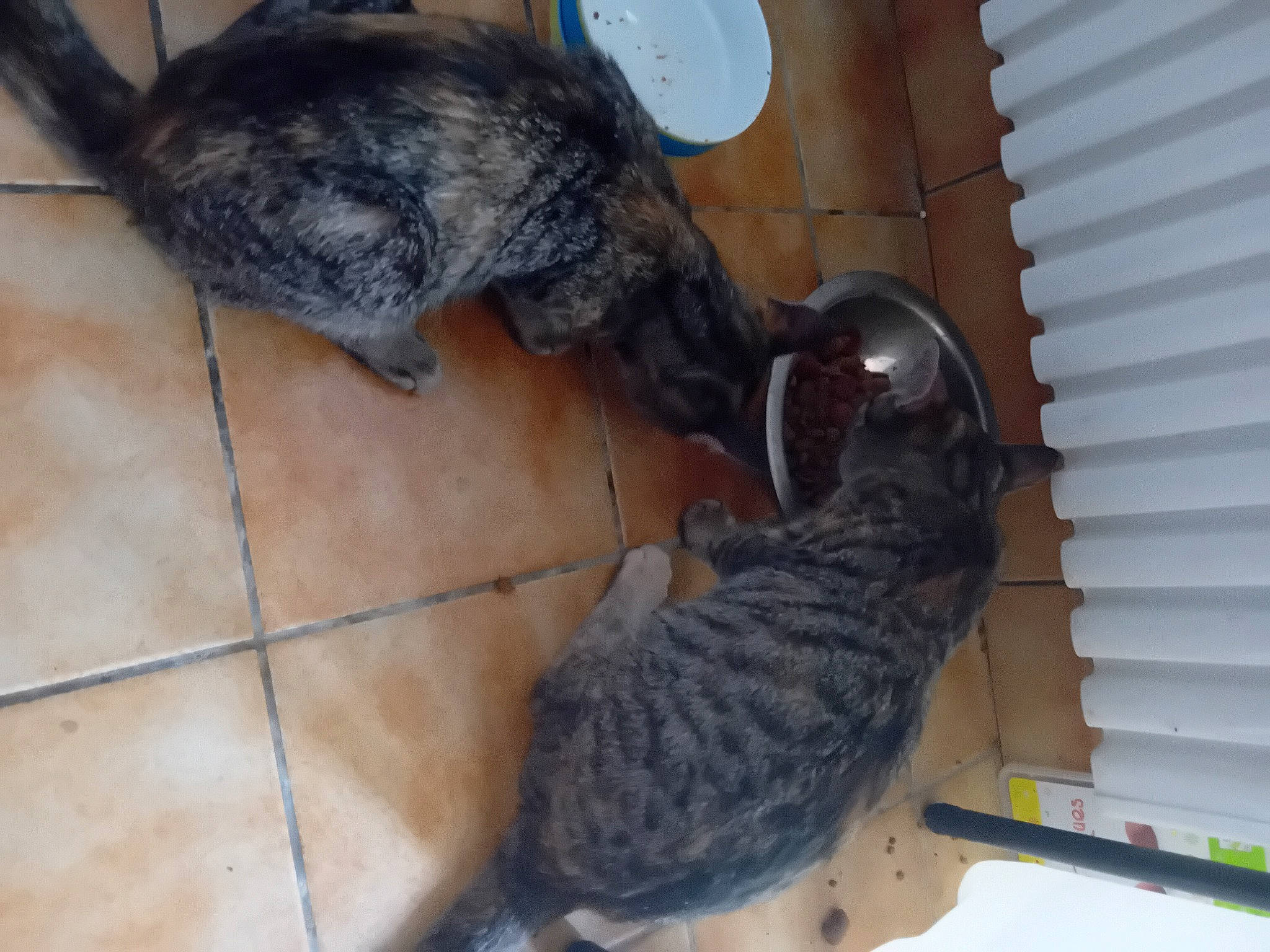 Caramel Et Chocolat a rejoint le concours — aidez-le/la à gagner de superbes lots ! canidae, carnivore, cat, claw, dog_breed, domestic_short_haired_cat, fawn, felidae, flooring, fur, mammal, paw, small_to_medium_sized_cats, snout, sporting_group, tail, vertebrate, whiskers