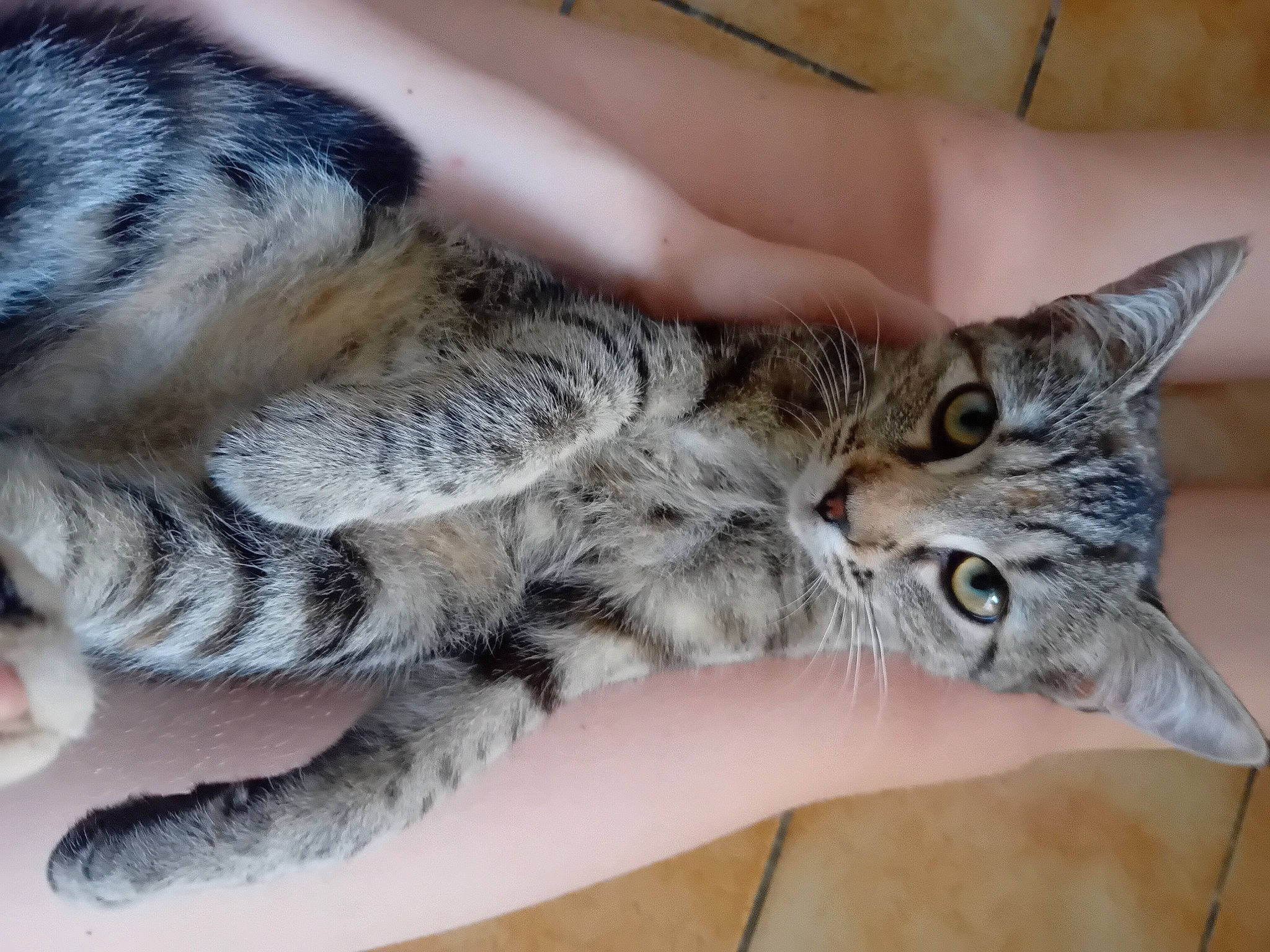 Caramel Et Chocolat participe au concours pour gagner de l'argent avec cette photo : carnivore, cat, claw, comfort, domestic_short_haired_cat, felidae, fur, mammal, nail, paw, small_to_medium_sized_cats, snout, tail, terrestrial_animal, vertebrate, whiskers