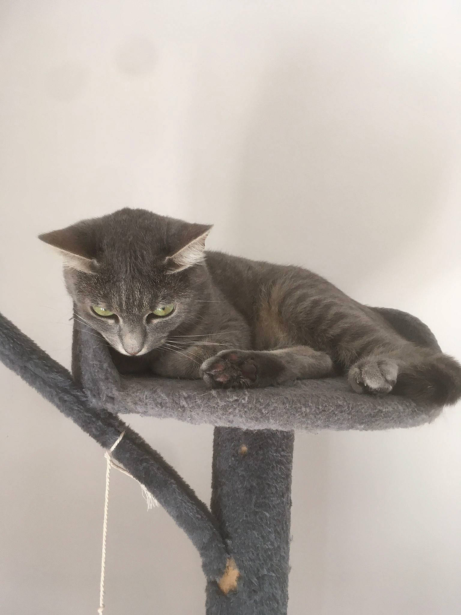 Romy participe au concours pour gagner de l'argent avec cette photo : art, carnivore, cat, cat_supply, domestic_short_haired_cat, felidae, fur, grey, monochrome_photography, small_to_medium_sized_cats, snout, tail, terrestrial_animal, whiskers