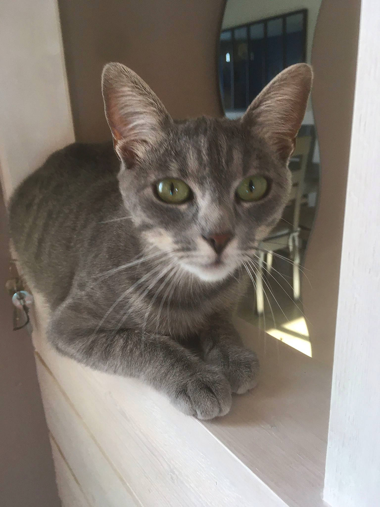 Romy participe au concours pour gagner de l'argent avec cette photo : carnivore, cat, cat_supply, domestic_short_haired_cat, felidae, fur, grey, small_to_medium_sized_cats, snout, whiskers, window