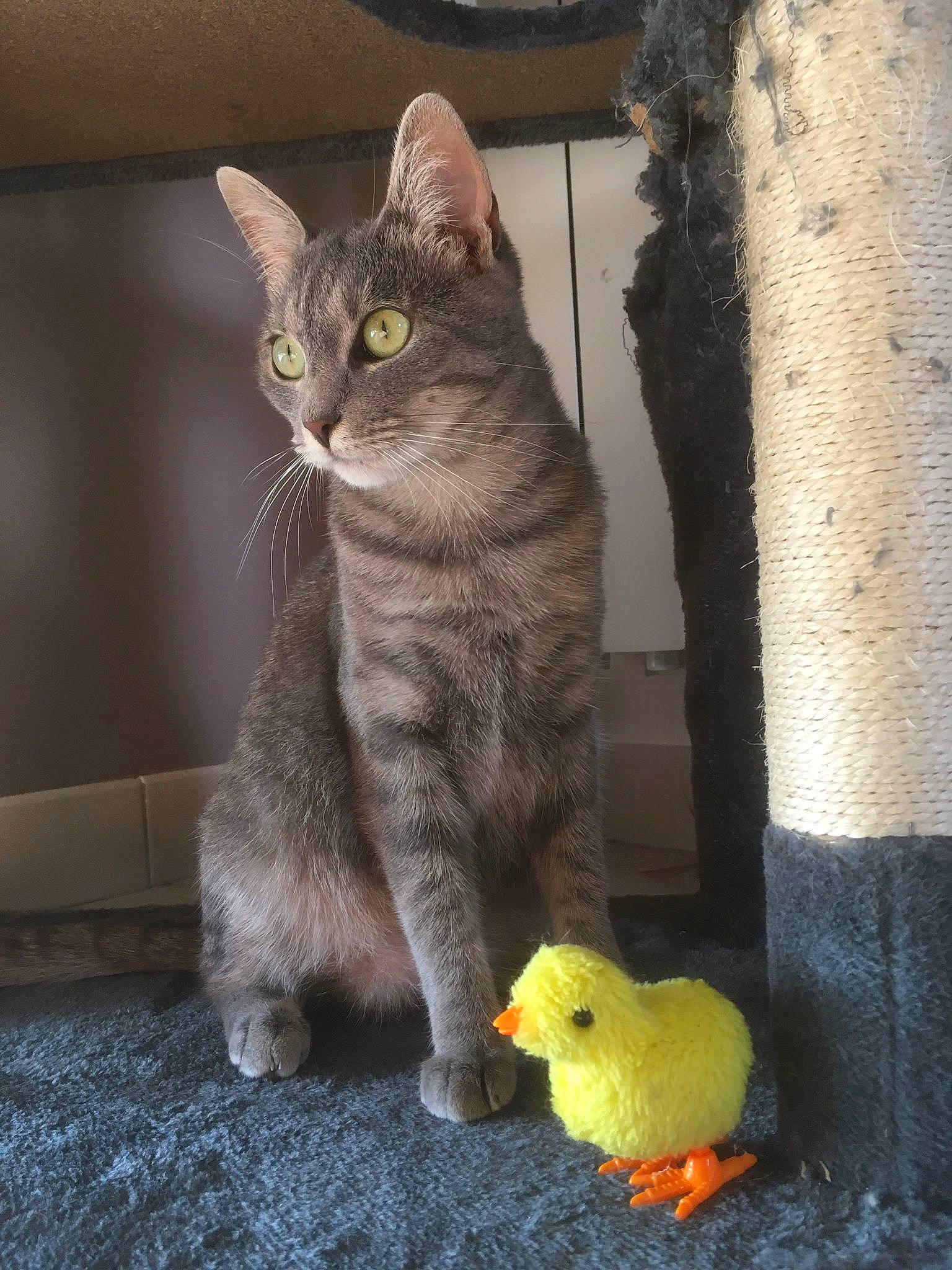 Romy a rejoint le concours — aidez-le/la à gagner de superbes lots ! carnivore, cat, cat_toy, claw, domestic_short_haired_cat, felidae, fur, grey, paw, pet_supply, sitting, small_to_medium_sized_cats, snout, tail, terrestrial_animal, toy, trunk, whiskers