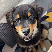 Archie participe au concours pour gagner de l'argent avec cette photo : dog, puppy, pet, face, eyes, nose, mouth, fur, ears, paws, couch, cushion, rug, indoor, home, sitting, close_up, looking_at_camera, adorable, black_and_tan