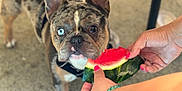 Stunner joined the competition — help win amazing prizes! black_harness, blue_eye, bracelet, brown_fur, close_up, concrete_floor, curious, dog, ears, food, french_bulldog, hands, heterochromia, outdoor, pet, pink_nails, snout, summer, waiting, watermelon