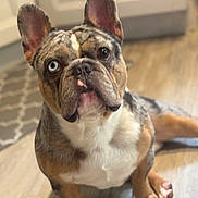 Stunner is registered to the contest to win money with this photo: animal_portrait, background_blur, blue_eye, brown_eye, canine, close_up, cute, dog, domestic_animal, ears_up, floor, french_bulldog, heterochromia, indoor, kitchen, looking_up, pet, puppy, sitting, wood_floor