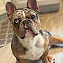 animal_portrait, background_blur, blue_eye, brown_eye, canine, close_up, cute, dog, domestic_animal, ears_up, floor, french_bulldog, heterochromia, indoor, kitchen, looking_up, pet, puppy, sitting, wood_floor