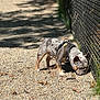 Stunner joined the competition — help win amazing prizes! animal, chain_link_fence, curious, daytime, dog, ears, french_bulldog, grass, gravel, harness, leash, muzzle, nature, outdoor, pet, shadow, short_hair, small_dog, sniffing, sunlight