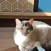 Alaska a rejoint le concours — aidez-le/la à gagner de superbes lots ! cat, feline, pet, indoor, sunlight, cardboard_bed, zigzag_pattern, wooden_floor, relaxing, resting, white_fur, tabby_markings, ears, whiskers, flooring, home_interior, shadow, cozy, comfort, domestic_animal