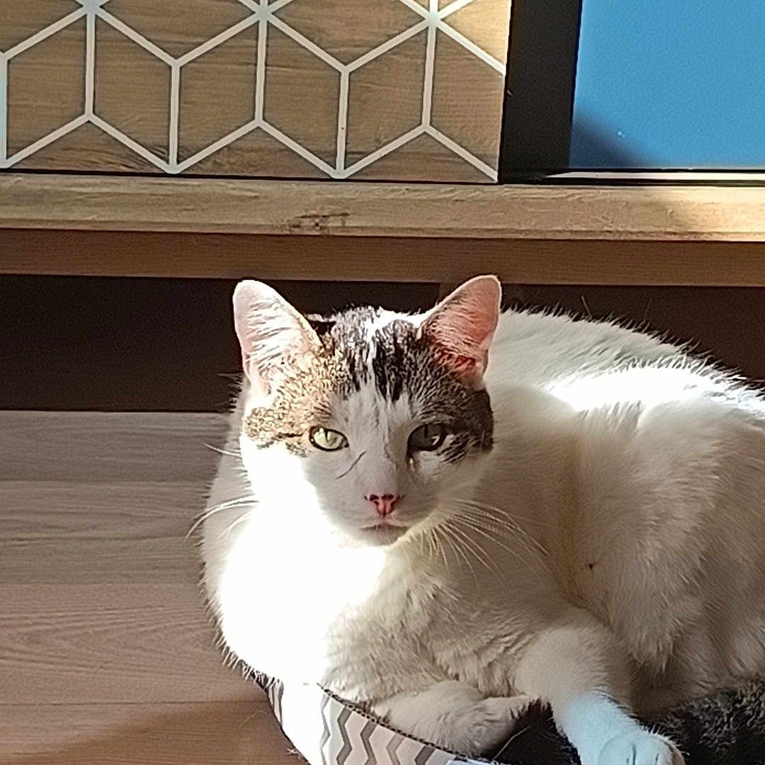 Alaska a rejoint le concours — aidez-le/la à gagner de superbes lots ! cardboard_bed, cat, comfort, cozy, domestic_animal, ears, feline, flooring, home_interior, indoor, pet, relaxing, resting, shadow, sunlight, tabby_markings, whiskers, white_fur, wooden_floor, zigzag_pattern