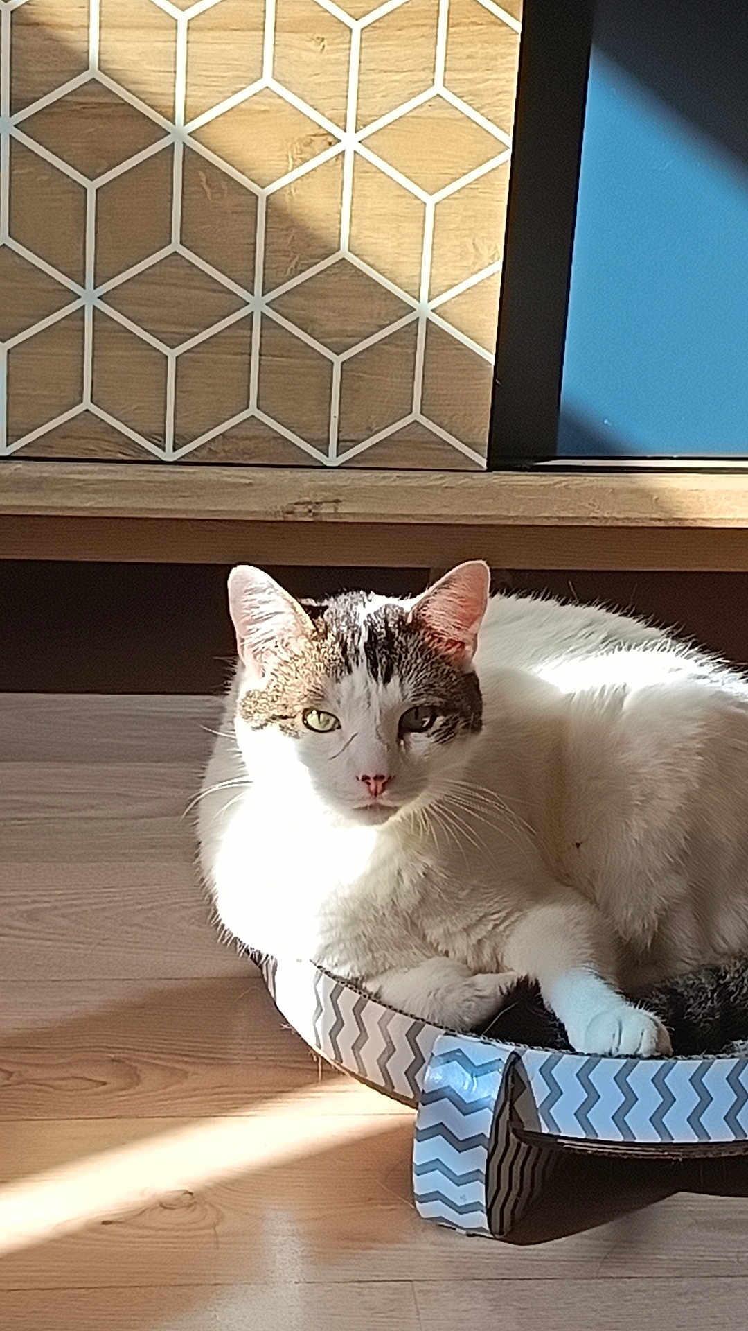 Alaska a rejoint le concours — aidez-le/la à gagner de superbes lots ! cat, feline, pet, indoor, sunlight, cardboard_bed, zigzag_pattern, wooden_floor, relaxing, resting, white_fur, tabby_markings, ears, whiskers, flooring, home_interior, shadow, cozy, comfort, domestic_animal
