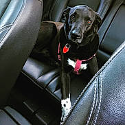 Zoey joined the competition — help win amazing prizes! dog, black_dog, car_interior, leather_seat, pet, animal, harness, red_tag, white_spots, relaxed, looking_at_camera, front_seat, road_trip, companion, domestic_animal, canine, seat, transportation, travel, indoor