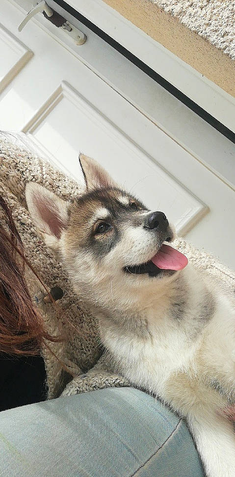 Prisca a rejoint le concours — aidez-le/la à gagner de superbes lots ! alaskan_klee_kai, alaskan_malamute, canidae, canis, carnivore, czechoslovakian_wolfdog, dog, dog_breed, mammal, northern_inuit_dog, norwegian_elkhound, rare_breed_dog, saarloos_wolfdog, sakhalin_husky, siberian_husky, snout, swedish_vallhund, tamaskan_dog, vertebrate, wolfdog