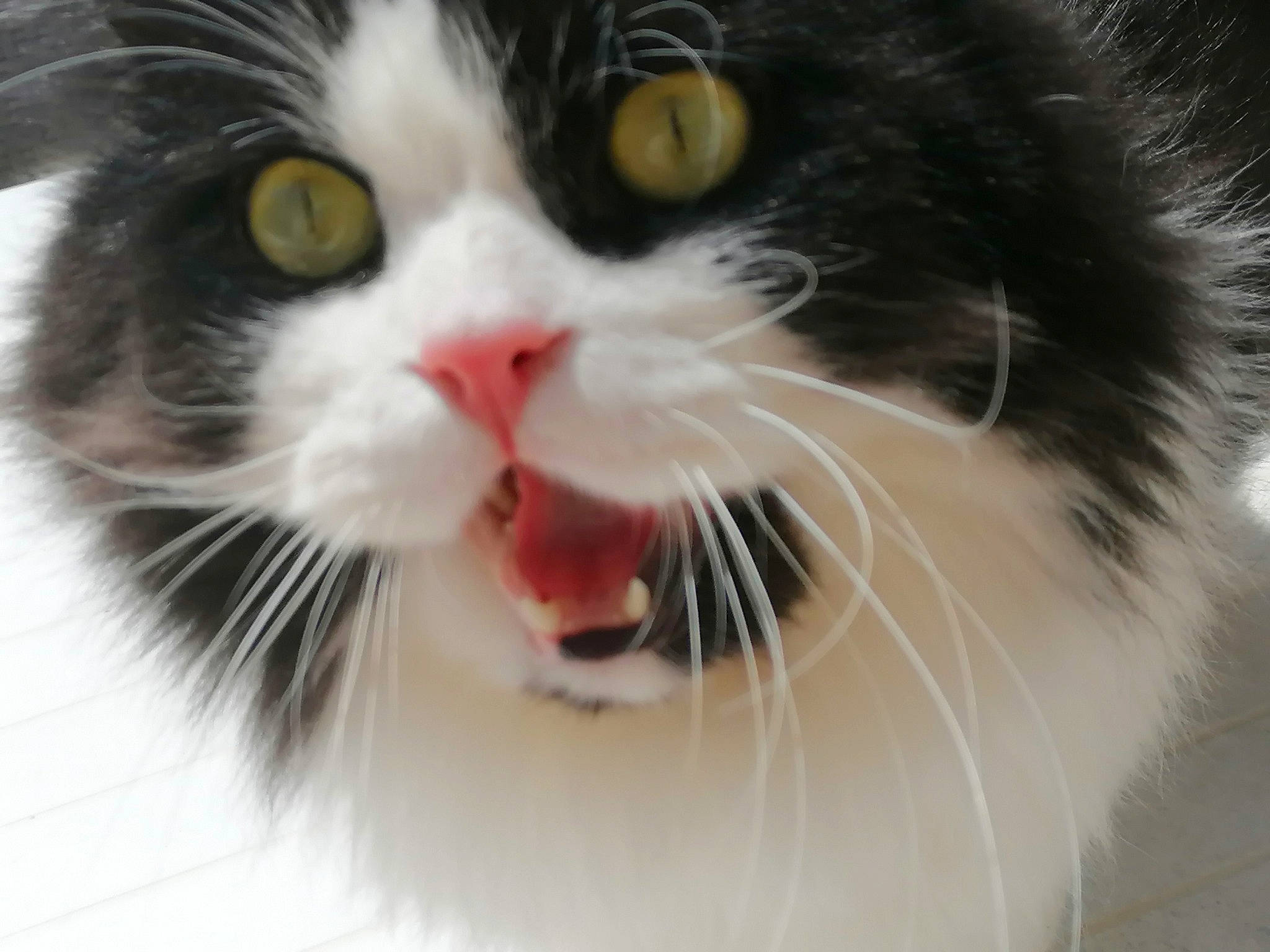 Lucky participe au concours pour gagner de l'argent avec cette photo : carnivore, cat, domestic_short_haired_cat, eye, fang, felidae, fur, hair, head, nose, paw, small_to_medium_sized_cats, snout, tail, terrestrial_animal, whiskers, window