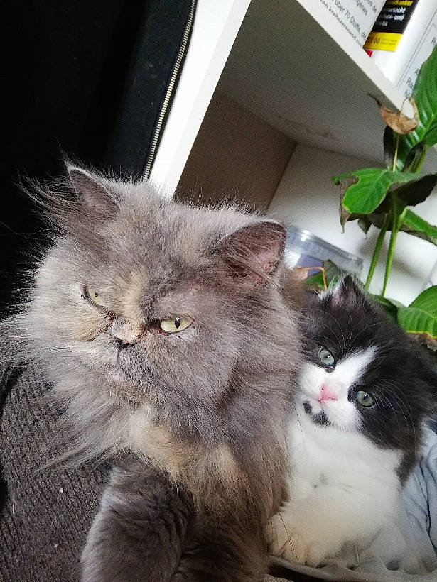 Lucky a rejoint le concours — aidez-le/la à gagner de superbes lots ! asian_semi_longhair, british_longhair, british_semi_longhair, carnivore, cat, domestic_long_haired_cat, eye, felidae, fur, kitten, mammal, norwegian_forest_cat, persian, plant, ragamuffin, siberian, skin, small_to_medium_sized_cats, vertebrate, whiskers