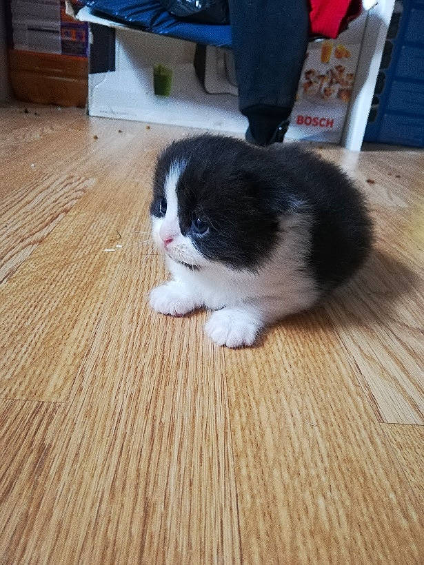 Clea a rejoint le concours — aidez-le/la à gagner de superbes lots ! carnivore, cat, cymric, fawn, felidae, floor, flooring, fur, hardwood, kitten, laminate_flooring, leg, mammal, polydactyl_cat, skin, small_to_medium_sized_cats, tail, whiskers, wood, wood_flooring