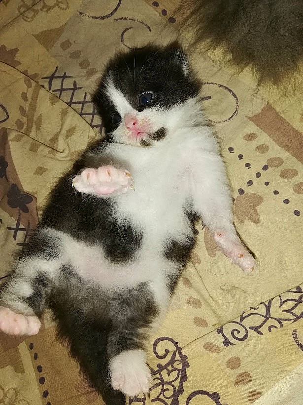 Clea a rejoint le concours — aidez-le/la à gagner de superbes lots ! american_curl, black_and_white, carnivore, cat, cymric, domestic_long_haired_cat, domestic_short_haired_cat, european_shorthair, felidae, fur, kitten, mammal, norwegian_forest_cat, paw, polydactyl_cat, ragamuffin, skin, small_to_medium_sized_cats, tail, whiskers