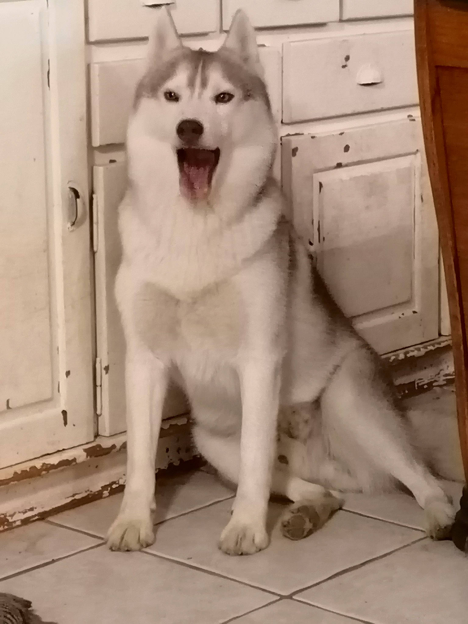 Orko participe au concours pour gagner de l'argent avec cette photo : cabinetry, canidae, canis, carnivore, chest_of_drawers, companion_dog, dog, dog_breed, door, drawer, fur, giant_dog_breed, home_door, metal, snout, sporting_group, white, wood, working_animal, working_dog