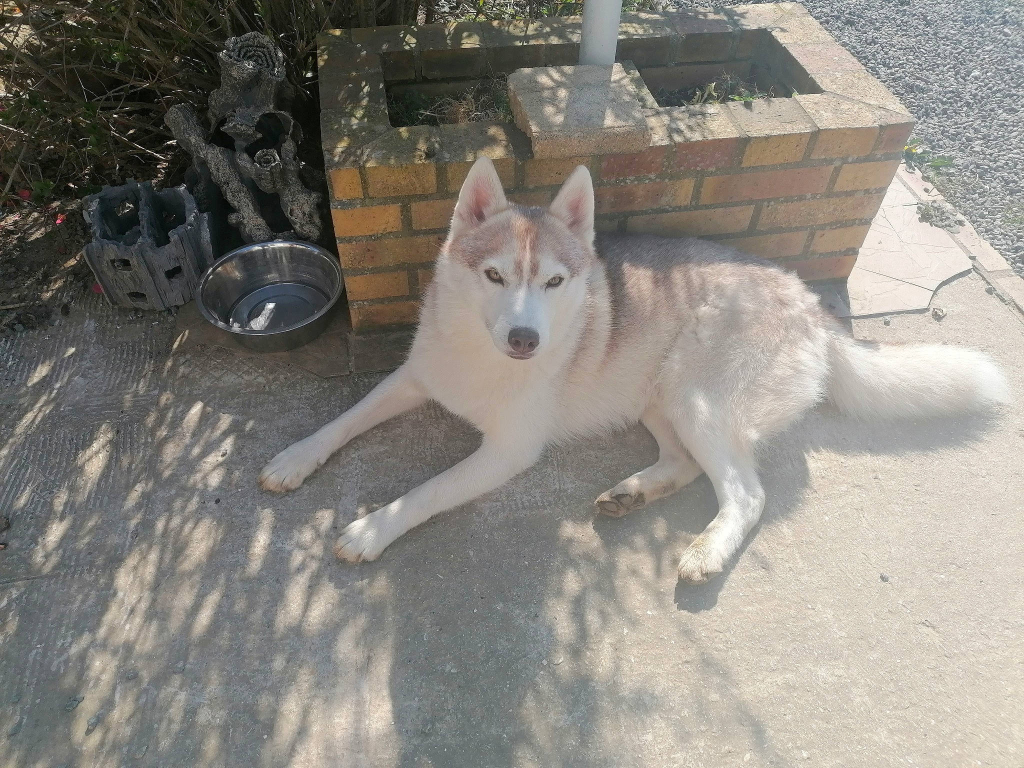 Orko a rejoint le concours — aidez-le/la à gagner de superbes lots ! automotive_tire, canidae, carnivore, collar, companion_dog, dog, dog_breed, fawn, felidae, flowerpot, fur, paw, plant, road_surface, sidewalk, snout, sporting_group, tail, wood, working_dog