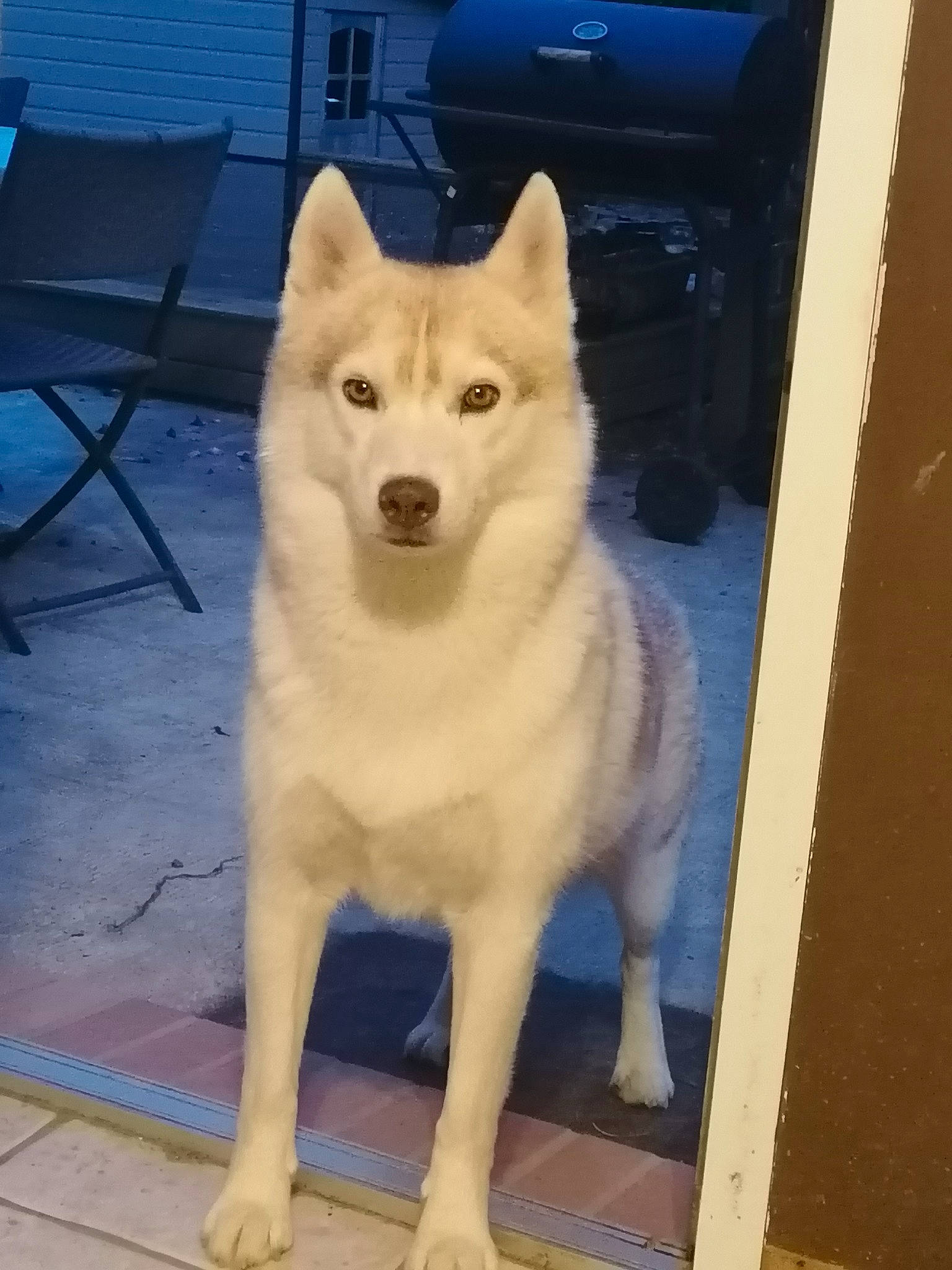 Orko a rejoint le concours — aidez-le/la à gagner de superbes lots ! ancient_dog_breeds, canis, carnivore, chair, companion_dog, dog, dog_breed, door, fawn, flooring, fur, metal, outdoor_furniture, snout, spitz, sporting_group, tail, window, working_animal, working_dog