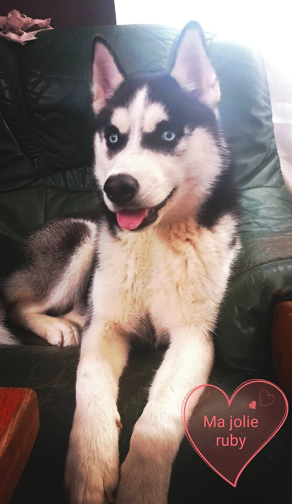 Ruby participe au concours pour gagner de l'argent avec cette photo : ancient_dog_breeds, canidae, carnivore, companion_dog, dog, dog_breed, fur, love, non_sporting_group, photo_caption, sled_dog, snout, sporting_group, working_animal, working_dog