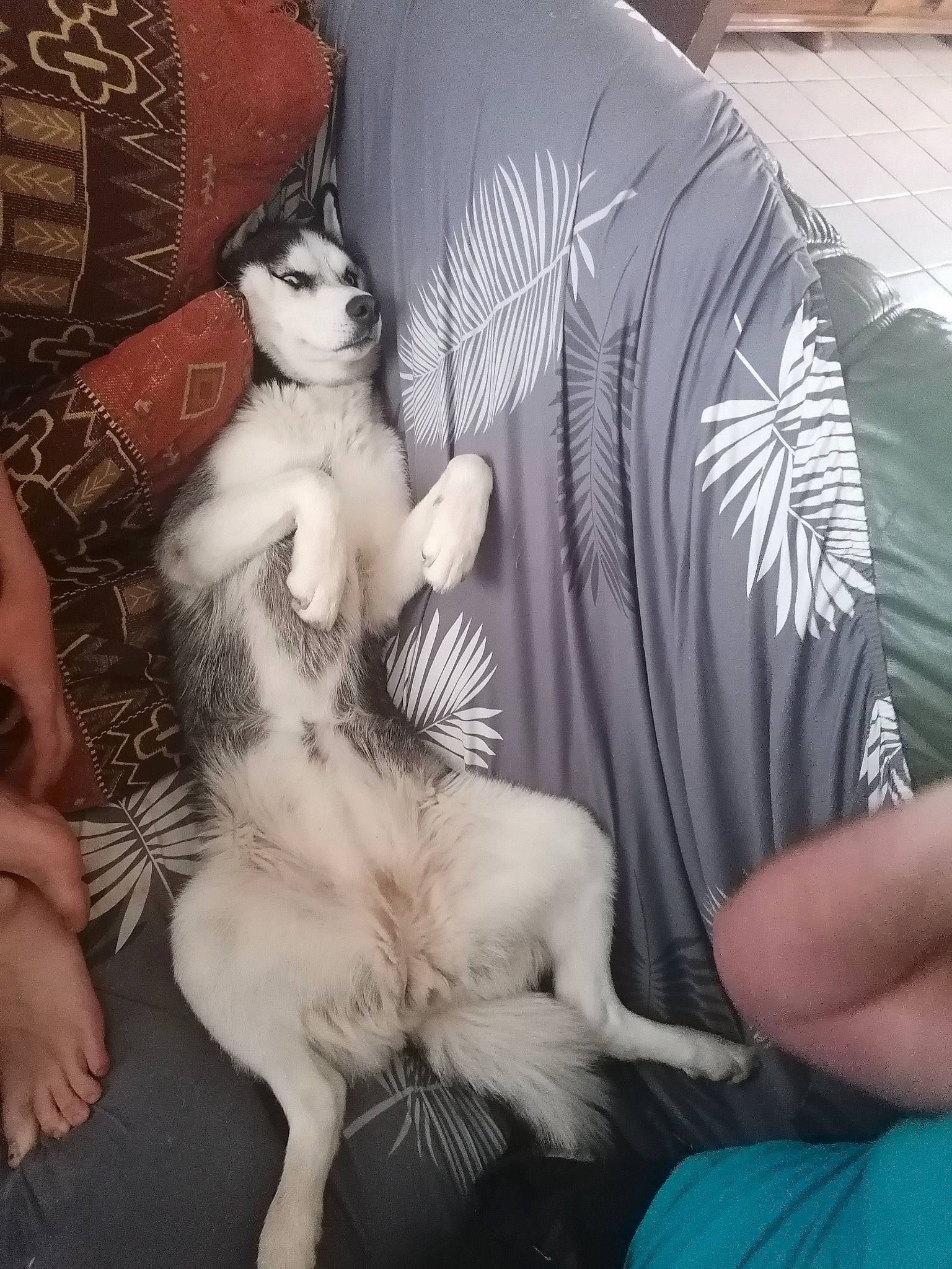 Ruby participe au concours pour gagner de l'argent avec cette photo : abdomen, art, black_hair, chest, comfort, companion_dog, cool, eyelash, fawn, felidae, fur, human_leg, shoulder, small_to_medium_sized_cats, tail, tattoo, temporary_tattoo, thigh, trunk, whiskers