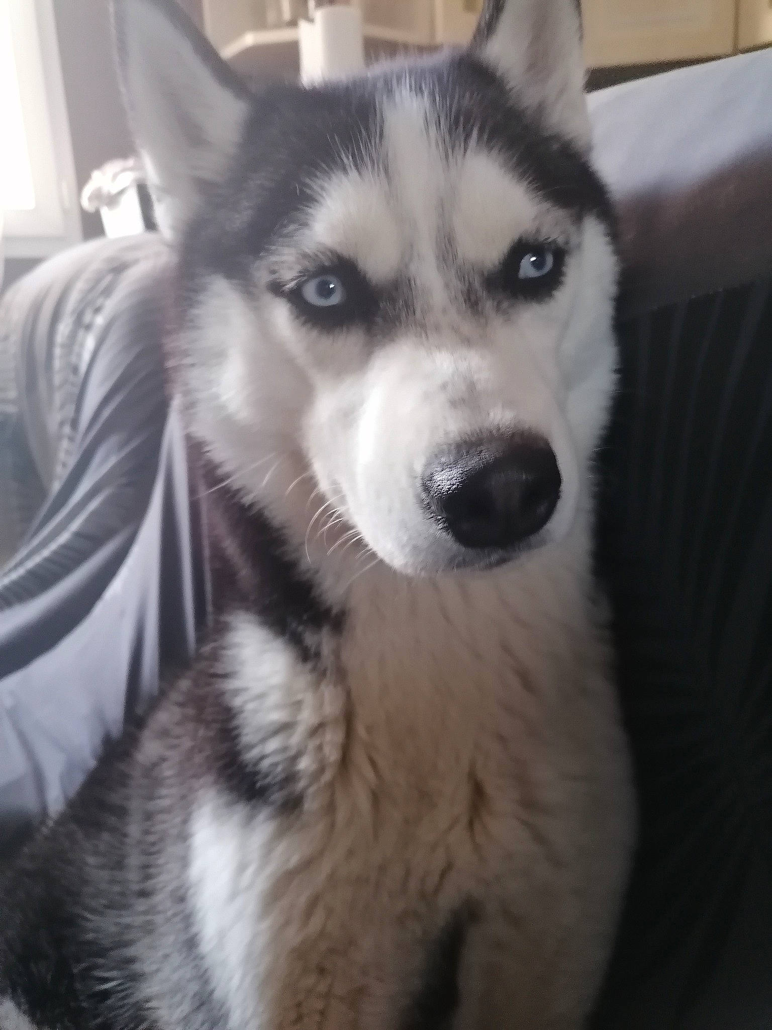 Ruby participe au concours pour gagner de l'argent avec cette photo : ancient_dog_breeds, canidae, canis, carnivore, companion_dog, dog, dog_breed, fur, iris, jaw, non_sporting_group, sled_dog, snout, sporting_group, terrestrial_animal, whiskers, wildlife, wolf, working_animal, working_dog