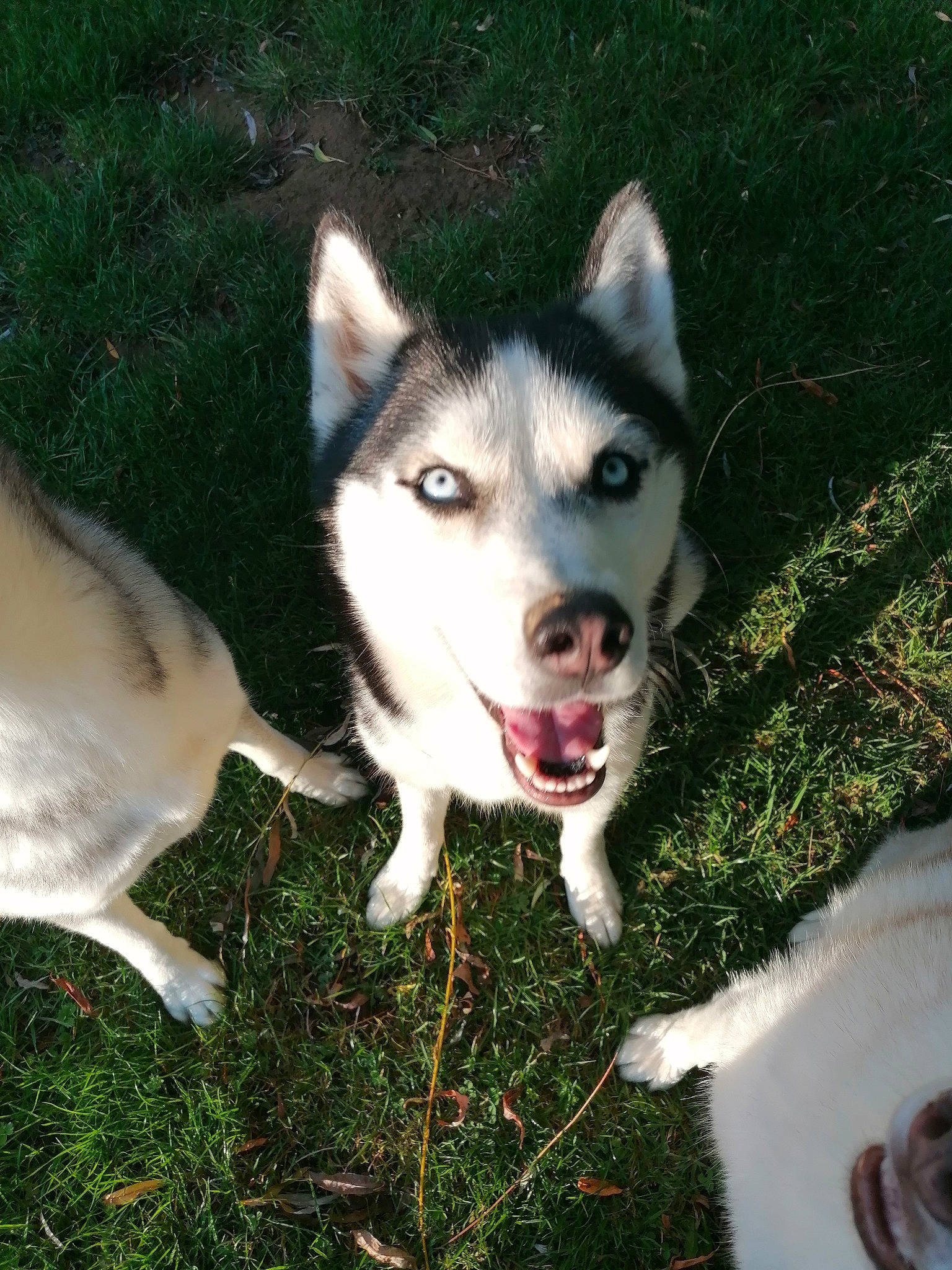 Ruby participe au concours pour gagner de l'argent avec cette photo : ancient_dog_breeds, canidae, canis, carnivore, companion_dog, dog, dog_breed, fur, grass, non_sporting_group, siberian_husky, sled_dog, snout, sporting_group, terrestrial_animal, wolf, working_dog