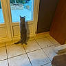 animal, car, cat, curious, daylight, door, feline, floor, glass_door, gray_cat, greenery, hind_legs, home, indoor, pet, plant, standing, tile_floor, wall, window