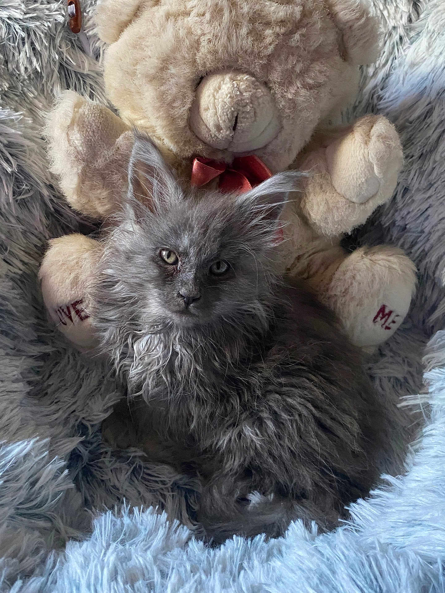 Athena participe au concours pour gagner de l'argent avec cette photo : kitten, cat, fluffy, gray, teddy_bear, stuffed_animal, blanket, soft, cozy, cute, pet, animal, fur, relaxing, indoors, comfort, toy, resting, closeup, domestic_animal