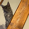 alone, animal, cat, close_up, curious, domestic_cat, ears, eyes, feline, fluffy, fur, gray_cat, head, indoor, looking, peek, pet, portrait, whiskers, wooden_beam