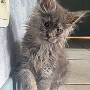 Athena participe au concours pour gagner de l'argent avec cette photo : cat, close_up, curiosity, cute, domestic_cat, ears, eyes, fluffy, gray_fur, indoor, kitten, one_paw_up, portrait, sitting, soft_fur, tile_floor, tilted_head, wall, whiskers, young