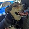Lucky participe au concours pour gagner de l'argent avec cette photo : animal, canine, car, closeup, collar, daylight, dog, ears, furry, happy, leash, mouth, nose, outdoor, pet, portrait, seat, tongue_out, vehicle, window