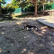 Lucky a rejoint le concours — aidez-le/la à gagner de superbes lots ! dog, outdoor, tree, shade, dirt, fence, picnic_table, sunlight, shadow, relaxed, animal, park, nature, grass, summer, resting, canine, daytime, leaves, bench
