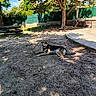 dog, outdoor, tree, shade, dirt, fence, picnic_table, sunlight, shadow, relaxed, animal, park, nature, grass, summer, resting, canine, daytime, leaves, bench