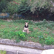 Lucky participe au concours pour gagner de l'argent avec cette photo : animal, background, calm, curb, daylight, dog, foliage, grass, greenery, leash, nature, outdoor, pet, plants, quiet, road, shrub, sidewalk, sitting, urban