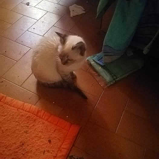 Manouchka