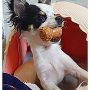 Urus participe au concours pour gagner de l'argent avec cette photo : animal, bed, black, blanket, chihuahua, closeup, cork, cozy, cute, dog, ears, fur, indoor, pet, playful, portrait, resting, small_dog, tan, white
