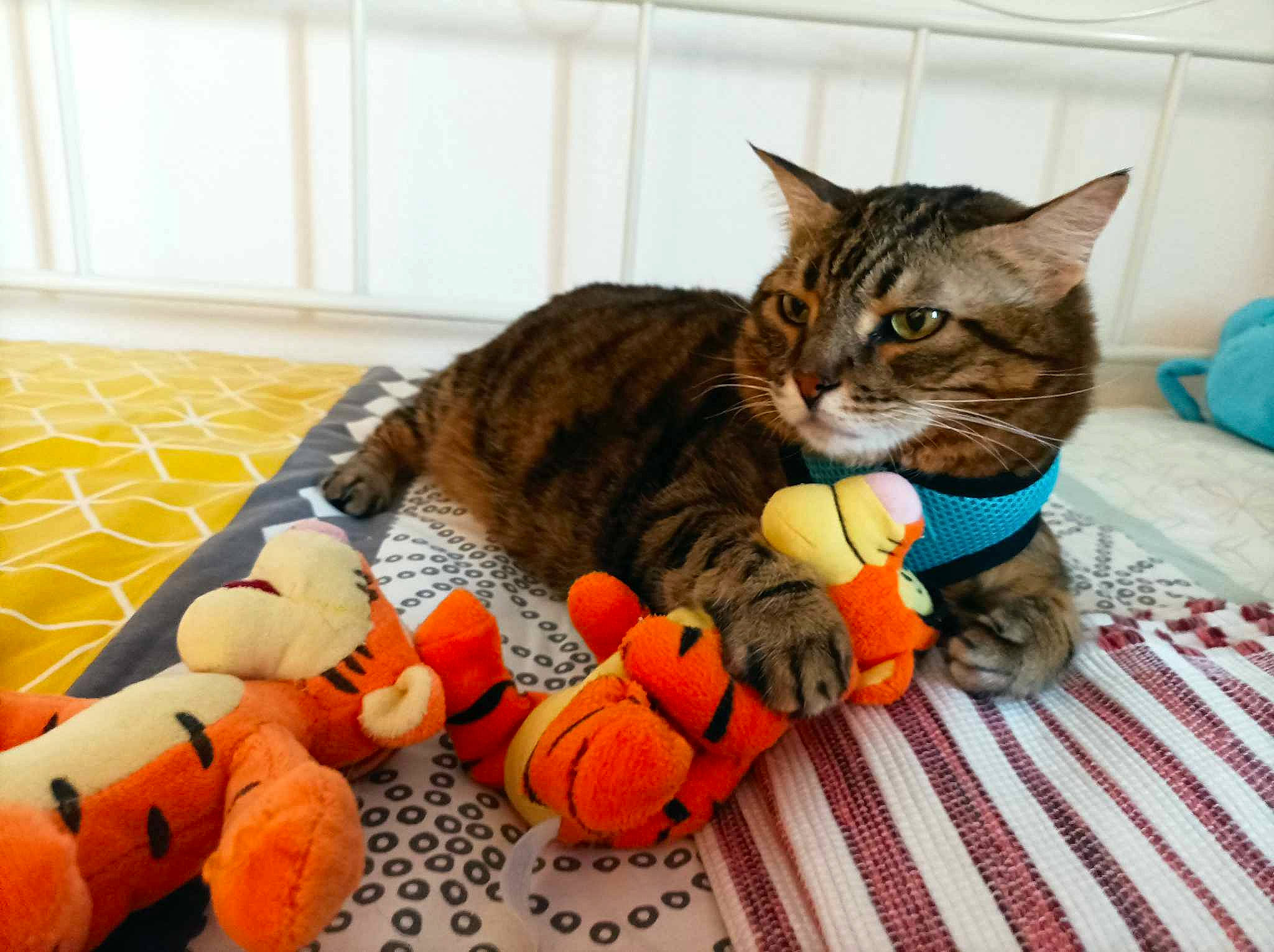 Twist a rejoint le concours — aidez-le/la à gagner de superbes lots ! calabaza, carnivore, cat, comfort, cucurbita, domestic_short_haired_cat, felidae, fur, gourd, jack_o_lantern, natural_foods, orange, plant, pumpkin, small_to_medium_sized_cats, squash, vegetable, whiskers, winter_squash, wood