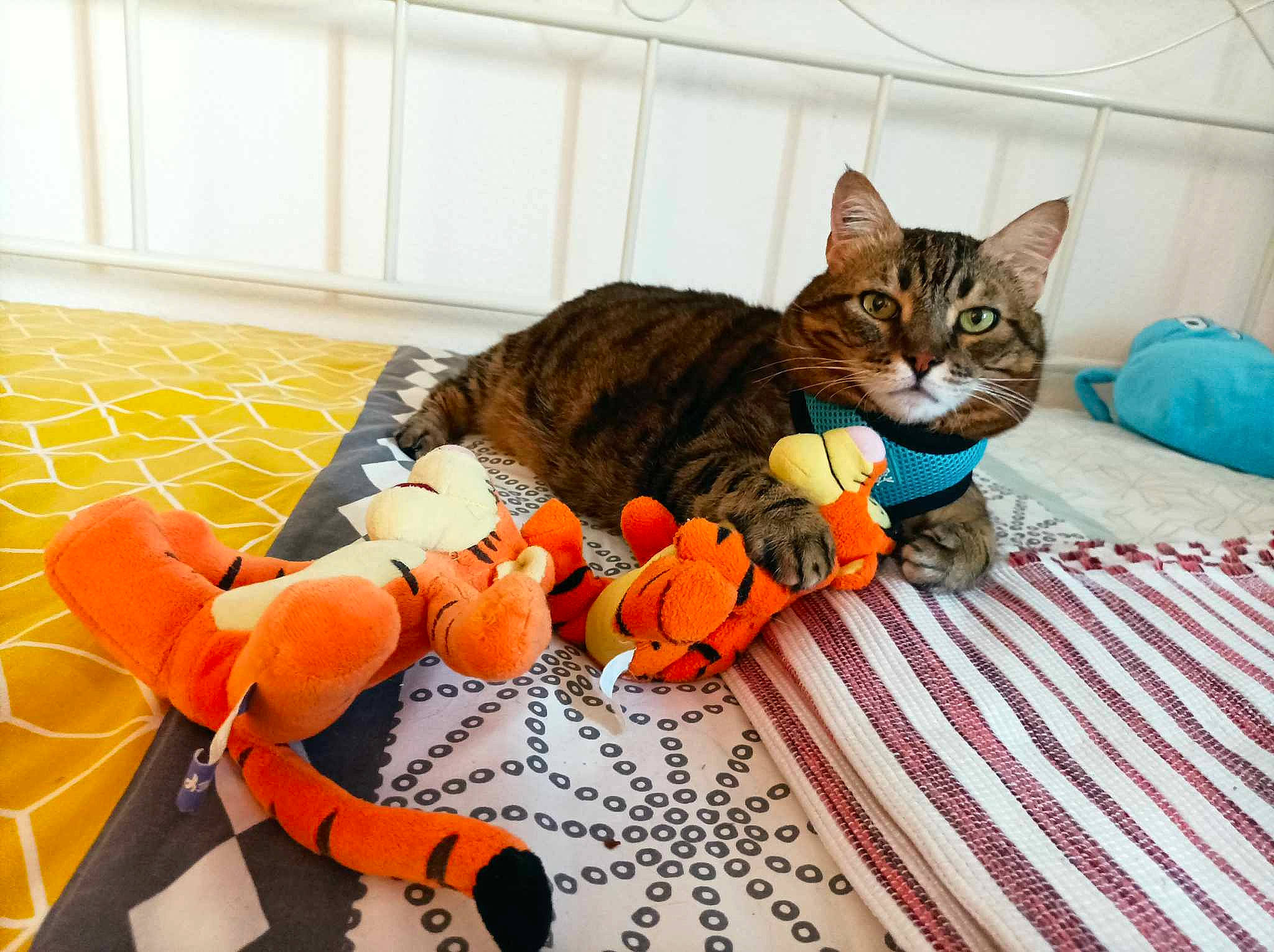 Twist a rejoint le concours — aidez-le/la à gagner de superbes lots ! carmine, carnivore, cat, comfort, felidae, flooring, fur, linens, plush, room, sitting, small_to_medium_sized_cats, stuffed_toy, tail, toy, whiskers