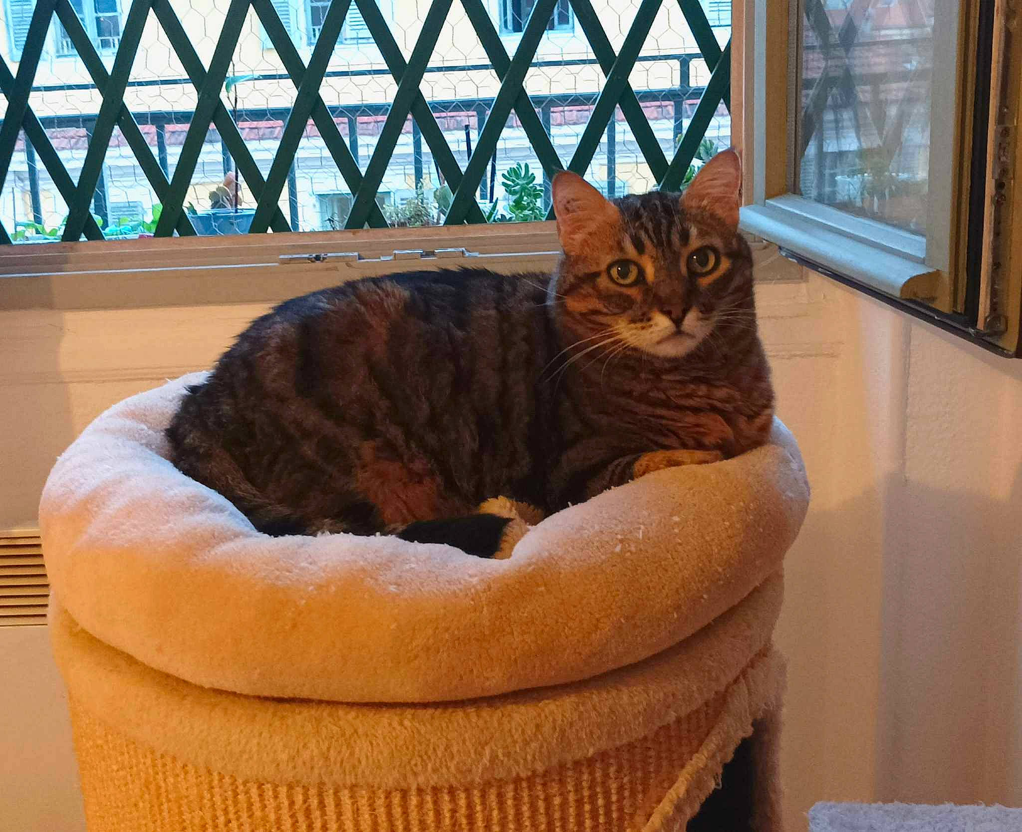 Twist a rejoint le concours — aidez-le/la à gagner de superbes lots ! brown, carnivore, cat, cat_bed, cat_supply, comfort, fawn, felidae, fence, flowerpot, fur, houseplant, interior_design, pet_supply, plant, small_to_medium_sized_cats, tail, whiskers, window, wood