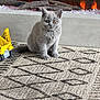 kitten, cat, gray_cat, toy_truck, yellow_toy, rug, patterned_rug, fireplace, indoor, cozy, warm, pet, animal, fur, cute, small, sitting, domestic_cat, home, floor