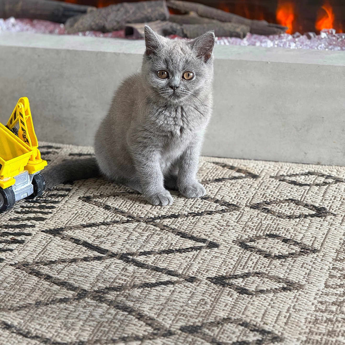Gertrude is registered to the contest to win money with this photo: animal, cat, cozy, cute, domestic_cat, fireplace, floor, fur, gray_cat, home, indoor, kitten, patterned_rug, pet, rug, sitting, small, toy_truck, warm, yellow_toy