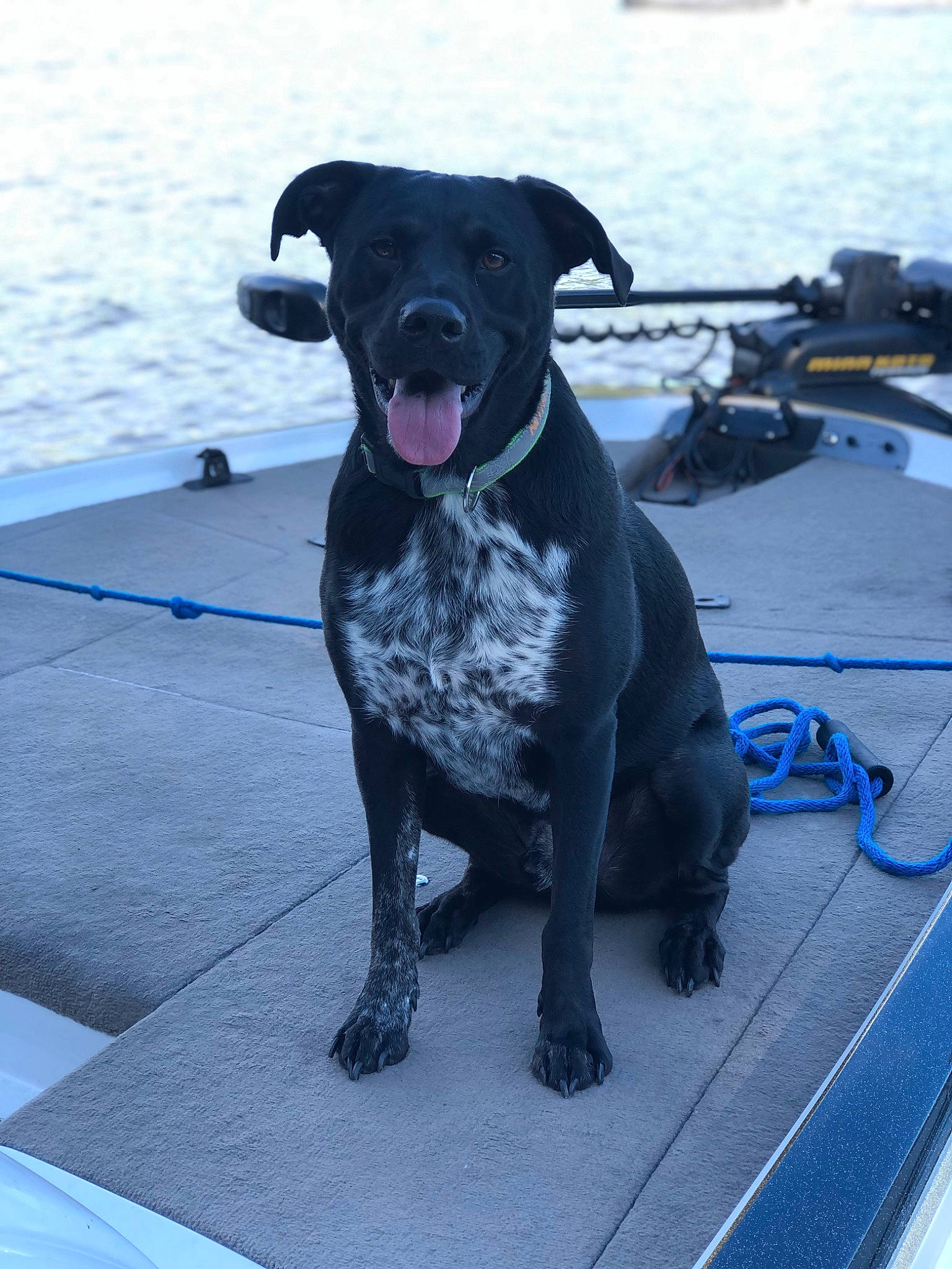 Nitro is registered to the contest to win money with this photo: borador, canidae, carnivore, collar, companion_dog, dog, dog_breed, dog_collar, electric_blue, guard_dog, gun_dog, leash, non_sporting_group, snout, sporting_group, tail, water, windshield, working_animal, working_dog