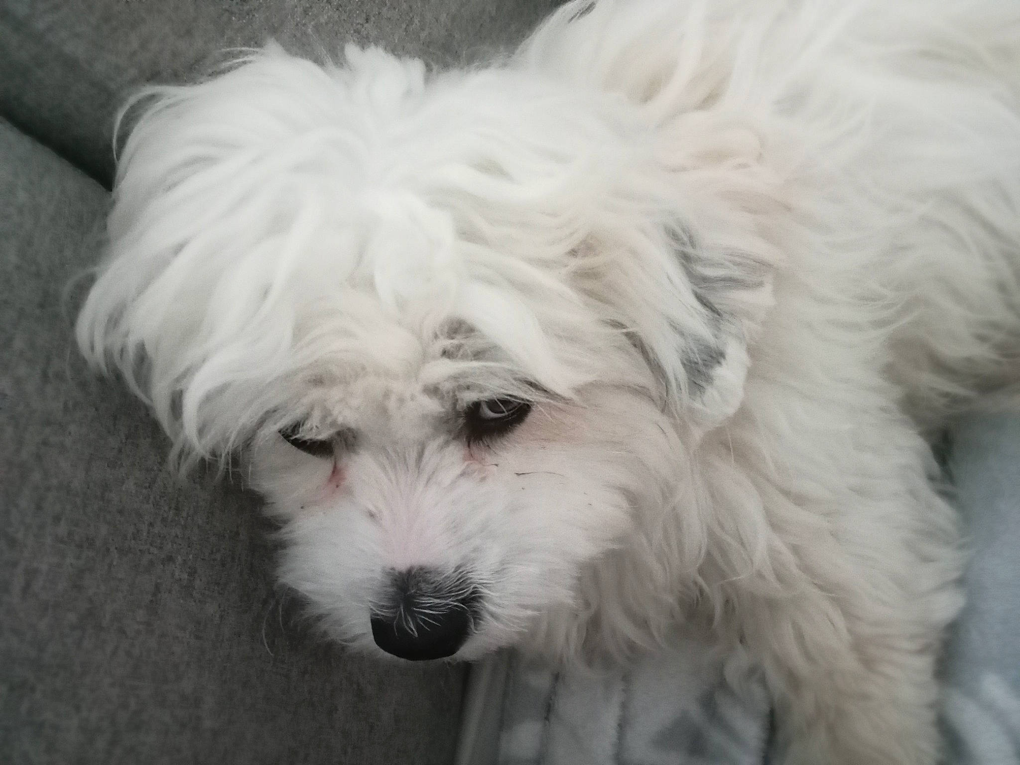 Taïko a rejoint le concours — aidez-le/la à gagner de superbes lots ! canidae, carnivore, companion_dog, dog, dog_breed, fur, labradoodle, mal_shi, maltepoo, poodle_crossbreed, shih_poo, small_terrier, snout, sporting_group, terrier, toy_dog, tree, water_dog, working_animal, yorkipoo