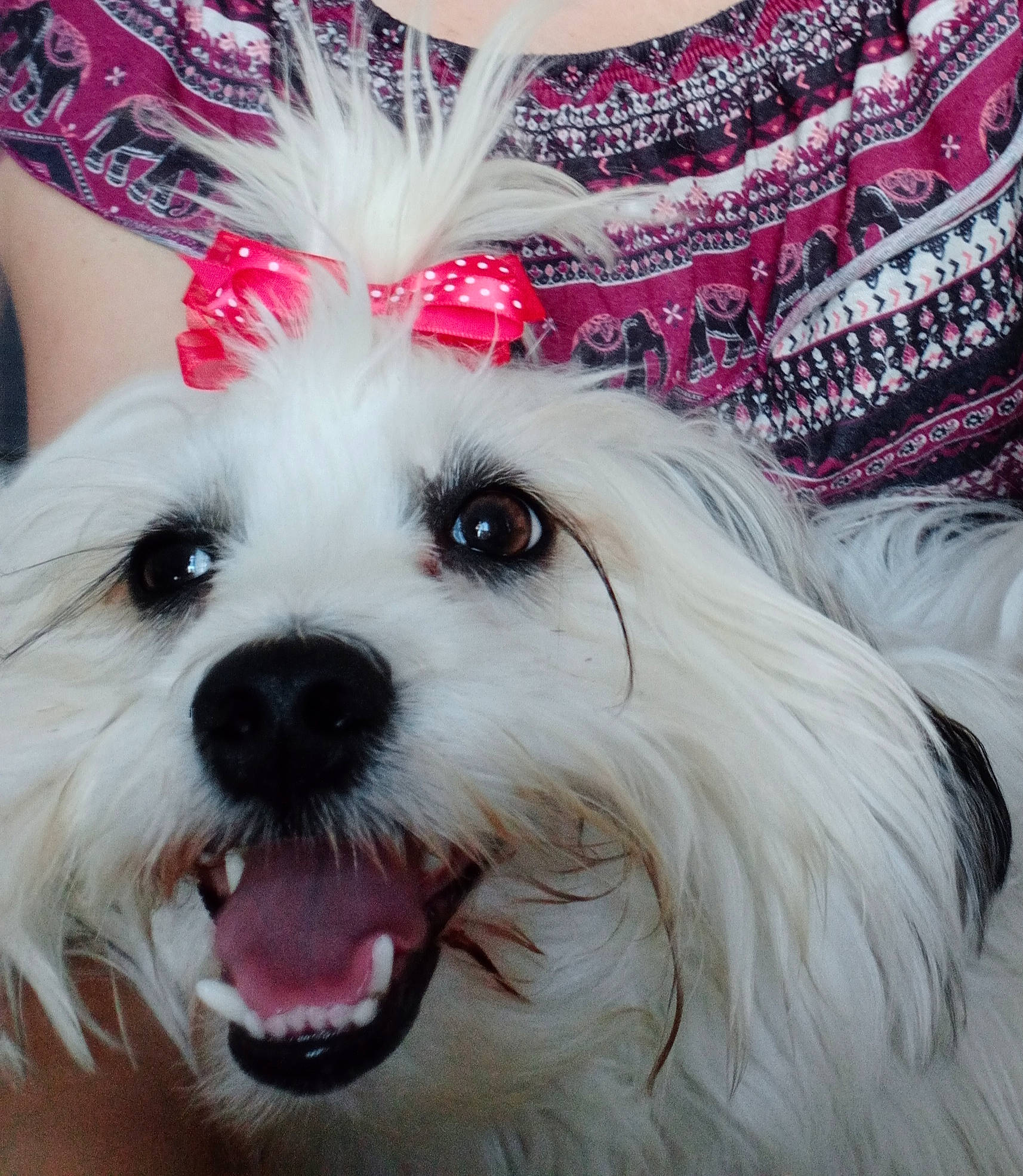 Taïko participe au concours pour gagner de l'argent avec cette photo : canidae, carnivore, collar, companion_dog, dog, dog_breed, dog_collar, dog_supply, ear, event, fashion_accessory, fur, happy, hat, pattern, pet_supply, snout, toy_dog, white, working_animal