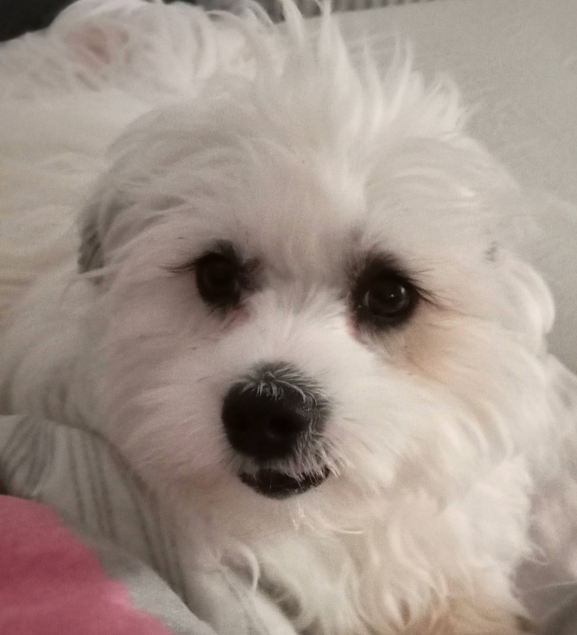 Taïko a rejoint le concours — aidez-le/la à gagner de superbes lots ! canidae, carnivore, companion_dog, dog, dog_breed, eye, fur, head, mal_shi, maltepoo, plant, puppy, shih_poo, small_terrier, snout, sporting_group, terrestrial_animal, terrier, toy_dog, working_animal