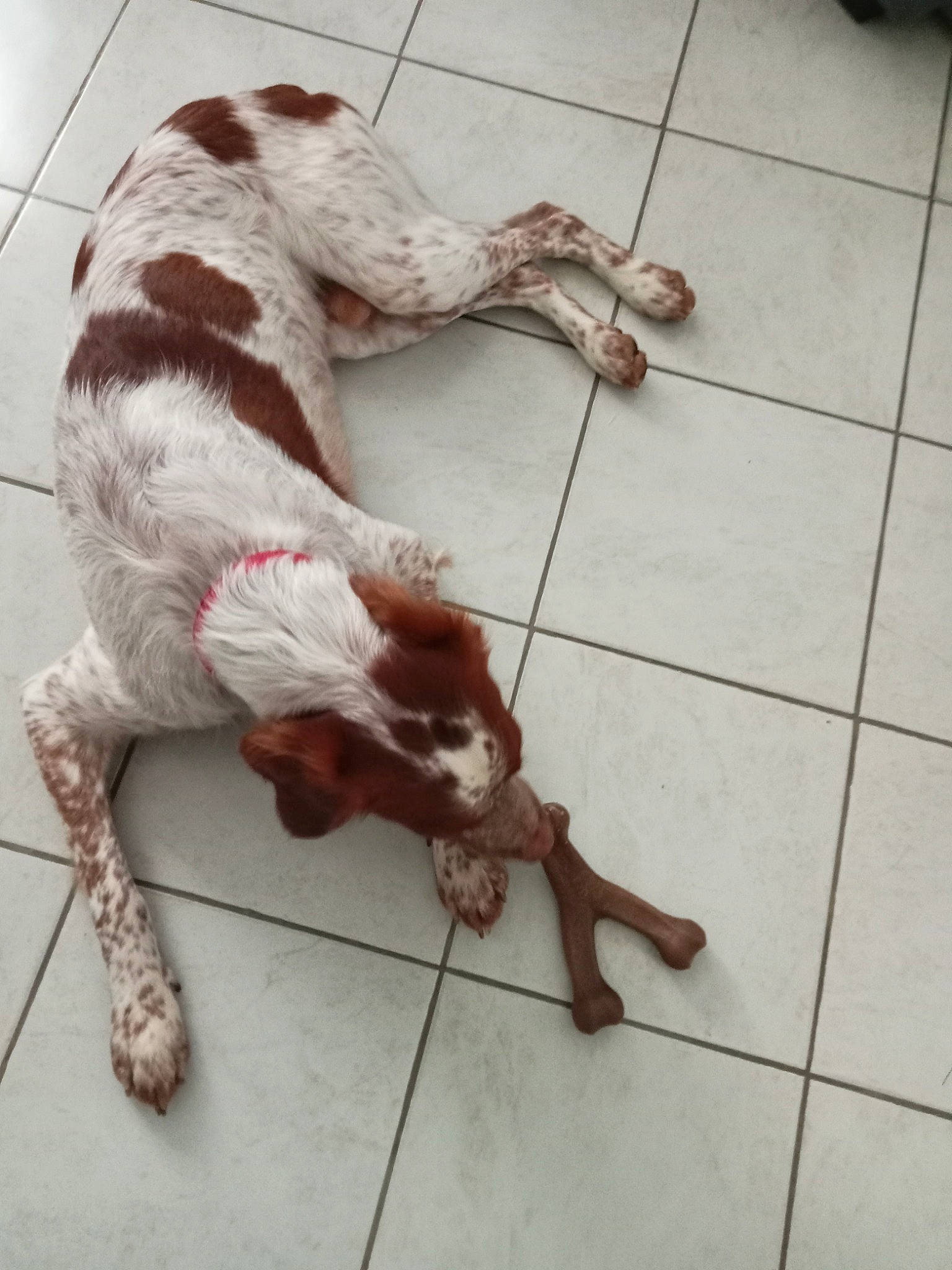 Tobby participe au concours pour gagner de l'argent avec cette photo : canidae, carnivore, companion_dog, dog, dog_breed, fawn, felidae, floor, flooring, fur, hardwood, leash, liver, paw, snout, sporting_group, tail, terrestrial_animal, wood, working_animal