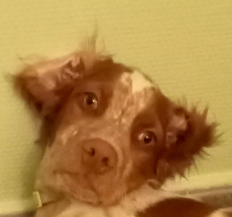 Tobby participe au concours pour gagner de l'argent avec cette photo : ancient_dog_breeds, art, canidae, carnivore, companion_dog, dog, dog_breed, ear, eyelash, fang, fawn, fur, liver, small_to_medium_sized_cats, snout, sporting_group, toy_dog, whiskers, working_animal, wrinkle