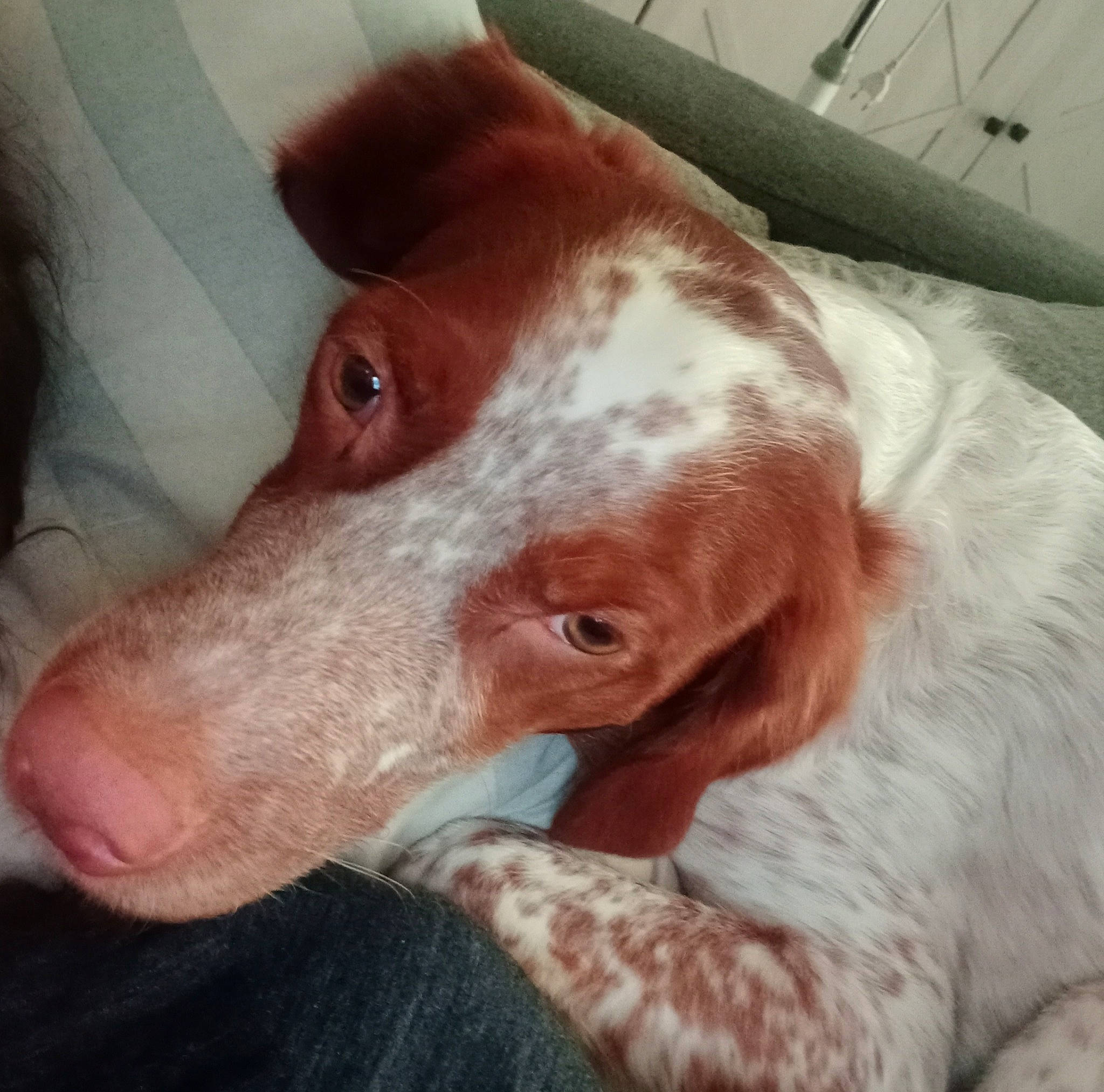 Tobby participe au concours pour gagner de l'argent avec cette photo : canidae, carnivore, companion_dog, dog, dog_breed, ear, fawn, hunting_dog, liver, metal, snout, sporting_group, whiskers, working_animal