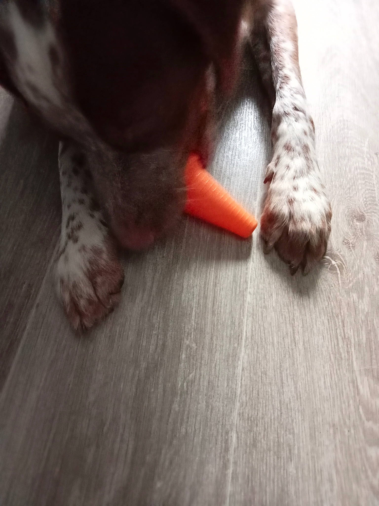 Tobby participe au concours pour gagner de l'argent avec cette photo : carnivore, comfort, companion_dog, dog, dog_breed, fawn, felidae, floor, flooring, foot, fur, hardwood, human_leg, liver, nail, small_to_medium_sized_cats, snout, tail, whiskers, wood